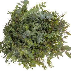 Populus mix 200Gramm 200 Gramm 60cm