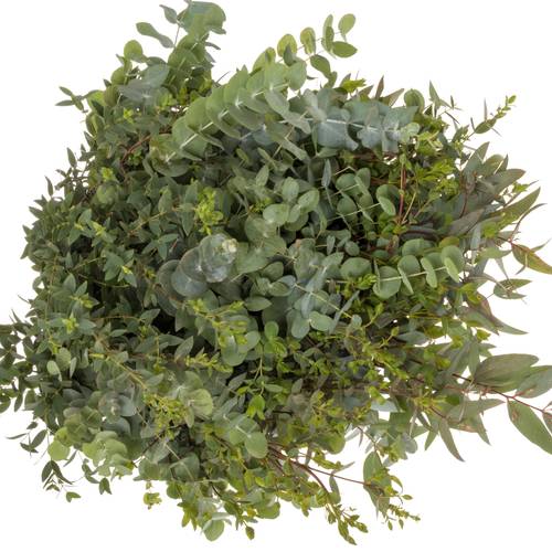 Populus mix 200Gramm 200 Gramm 60cm