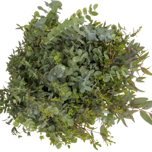 Populus mix 200Gramm 200 Gramm 60cm