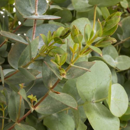 Populus mix 200Gramm 200 Gramm 60cm