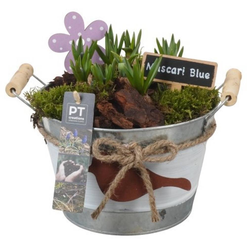 Muscari.Arr PTMB6187 T18 H019