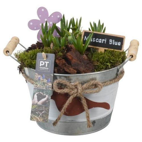 Muscari.Arr PTMB6187 T18 H019