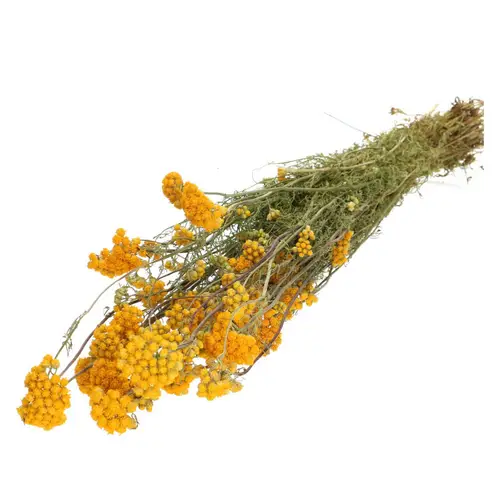 Trocken Lonas gelb L55cm 100gr 