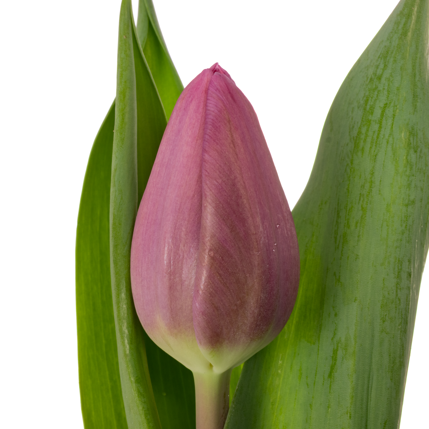 Tulpe pink Dioniet Duin 60 Gramm