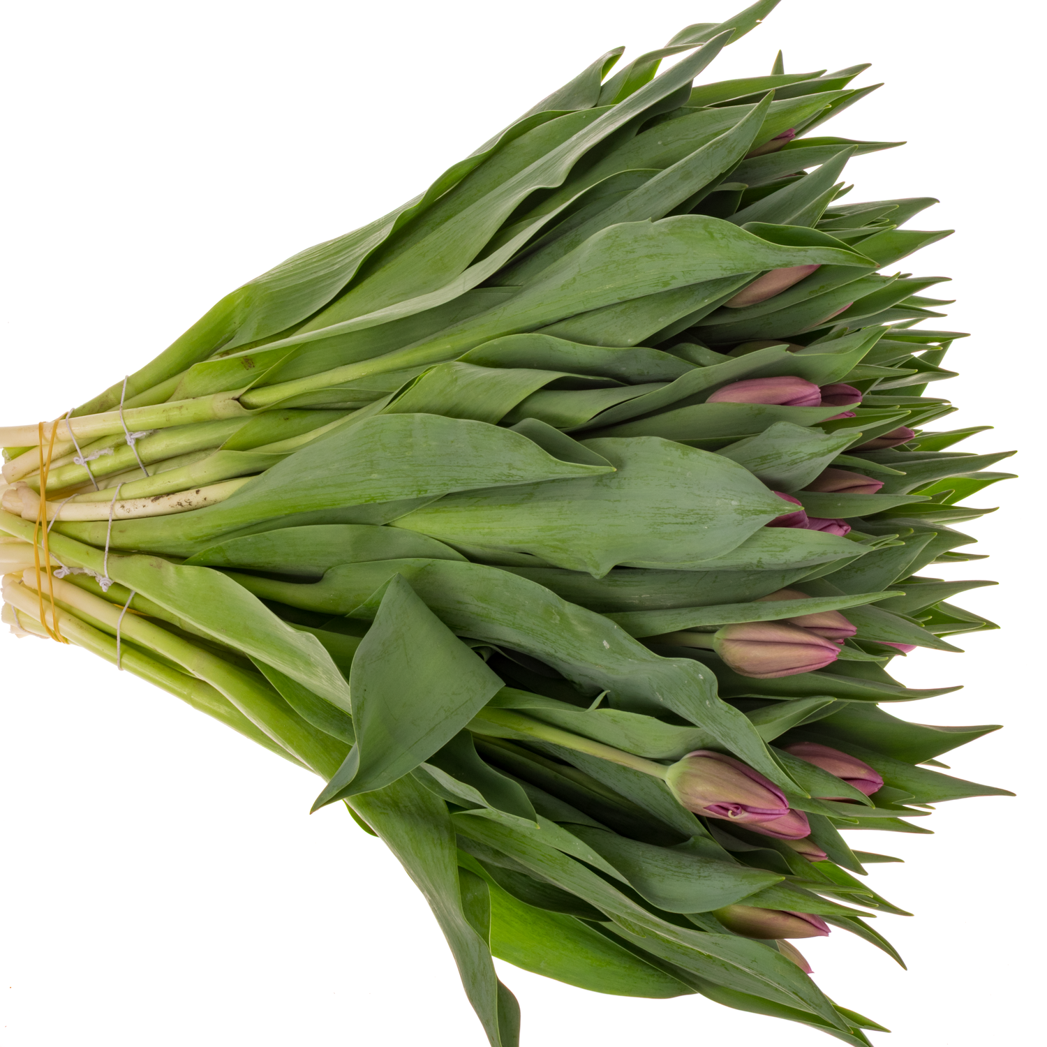 Tulpe pink Dioniet Duin 60 Gramm