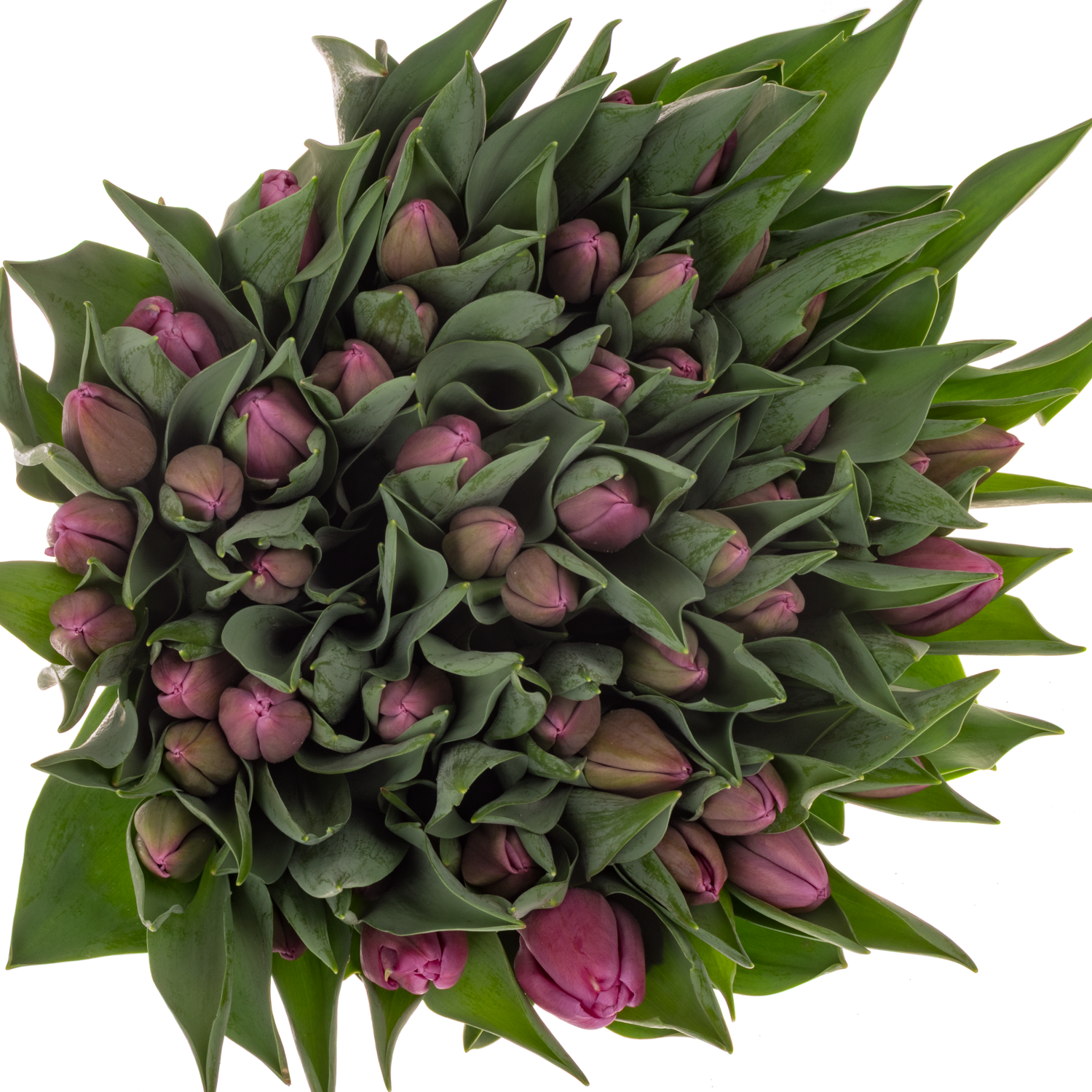 Tulpe pink Dioniet Duin 60 Gramm