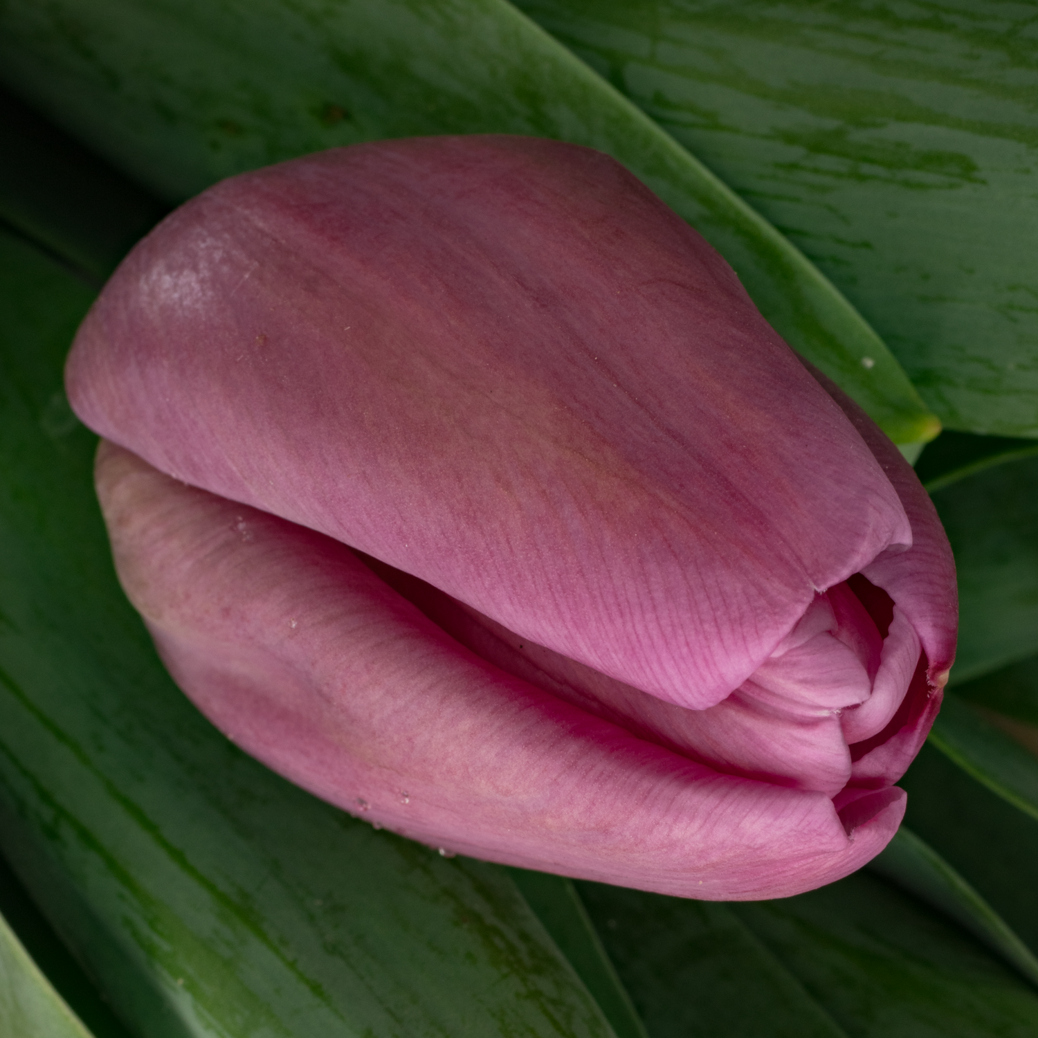 Tulpe pink Dioniet Duin 60 Gramm