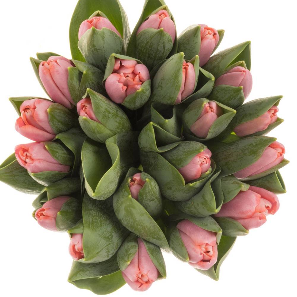 Tulpe rosa Tresor 50 Gramm