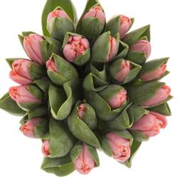 Tulpe rosa Tresor 50 Gramm