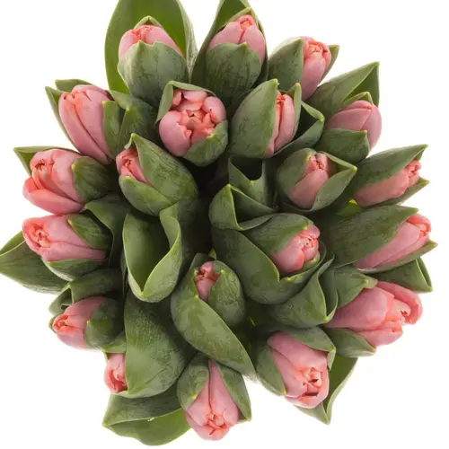 Tulpe rosa Tresor 50 Gramm