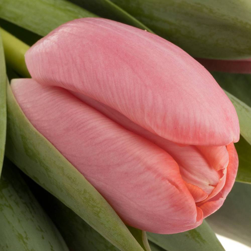 Tulpe rosa Tresor 50 Gramm