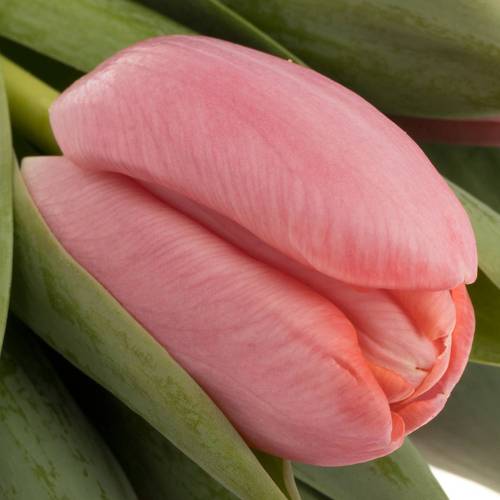 Tulpe rosa Tresor 50 Gramm