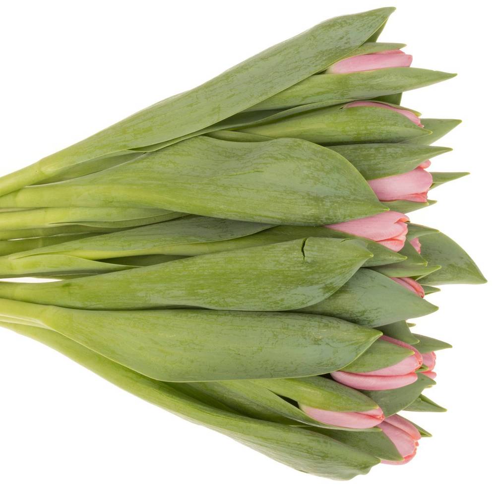 Tulpe rosa Tresor 50 Gramm