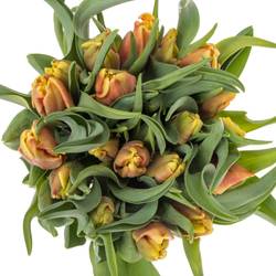 Tulpe orange/gelb Dee Jay 32 Gramm