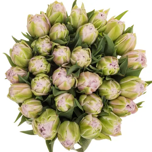 Tulpe lila/pink doppel Hashtag 40 Gramm