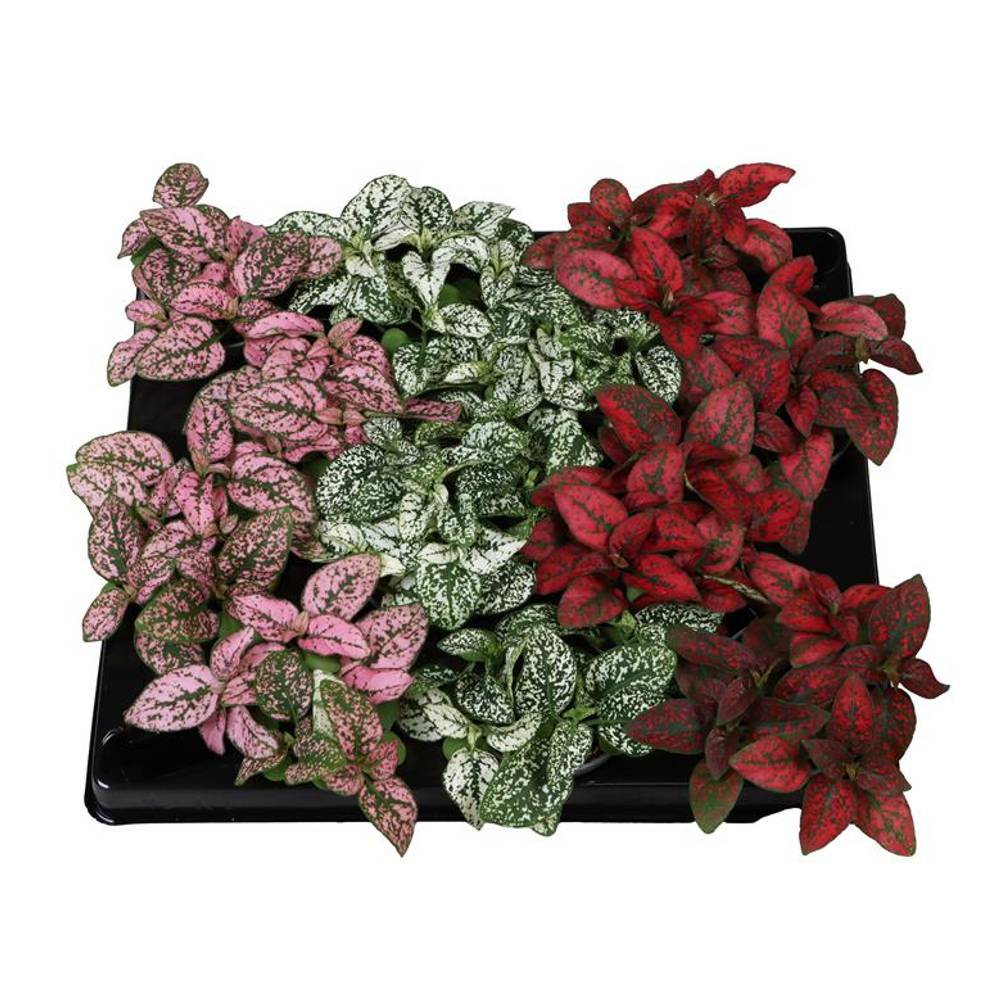 Hypoestes Phyllostachya mix T06 H008