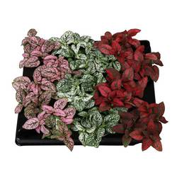 Hypoestes Phyllostachya mix T06 H008