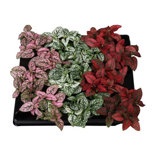 Hypoestes Phyllostachya mix T06 H008