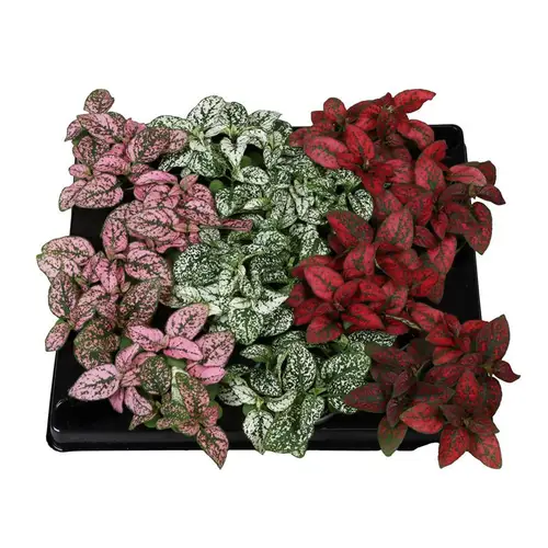 Hypoestes Phyllostachya mix T06 H008