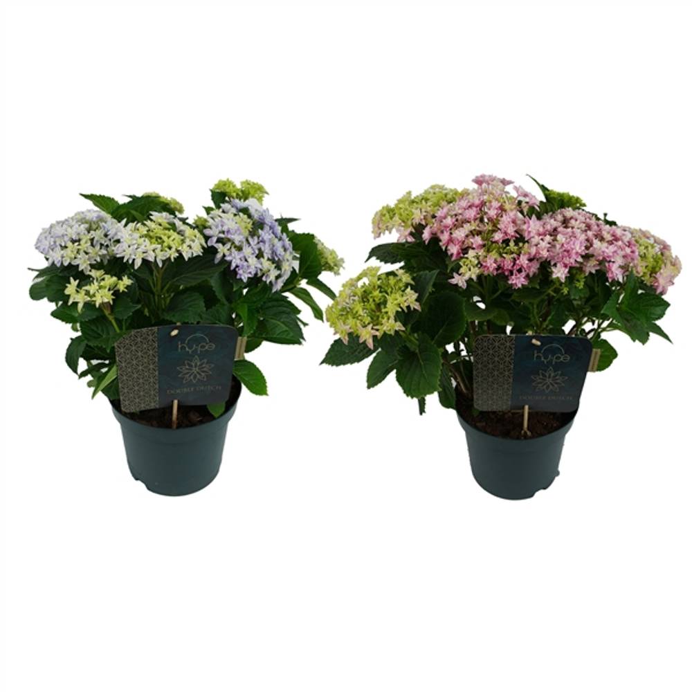 Hortensie Double mix T23 H45