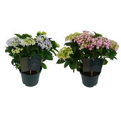 Hortensie Double mix T23 H45