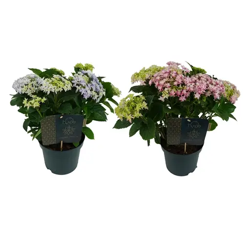 Hortensie Double mix T23 H45