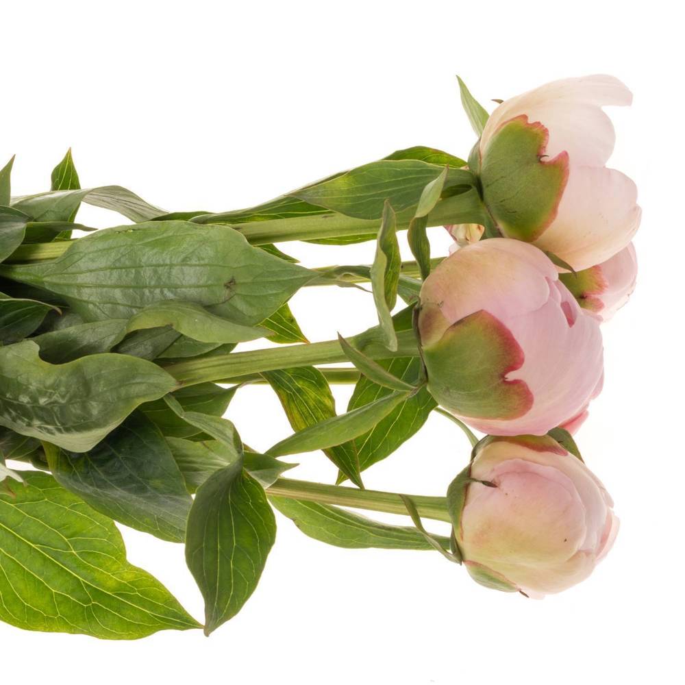 Pfingstrose rosa gefüllt Alertie EX 40cm