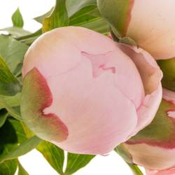 Pfingstrose rosa gefüllt Alertie EX 40cm