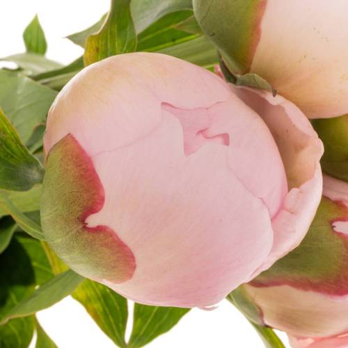 Pfingstrose rosa gefüllt Alertie EX 40cm