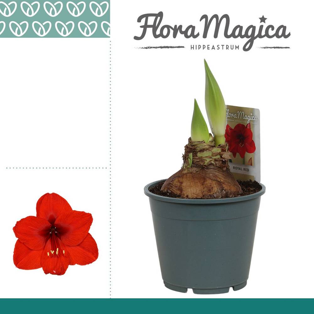 Amaryllis 2er rot Royal Red T14 H025