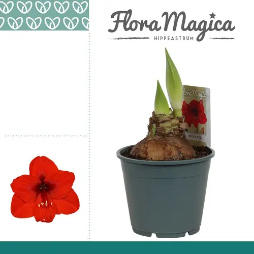 Amaryllis 2er rot Royal Red T14 H025