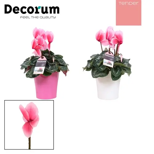 Cycl.rosa Lovely Amy T12 H30