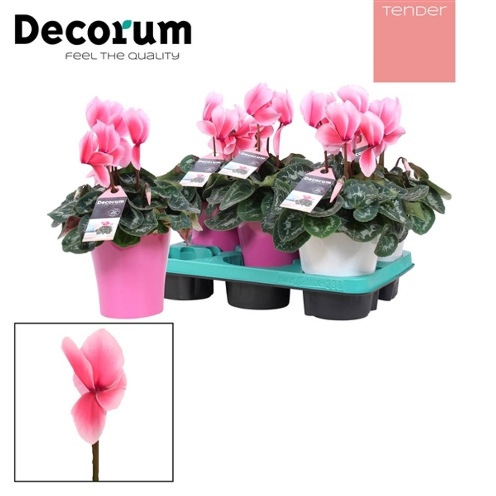 Cycl.rosa Lovely Amy T12 H30
