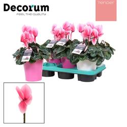 Cycl.rosa Lovely Amy T12 H30