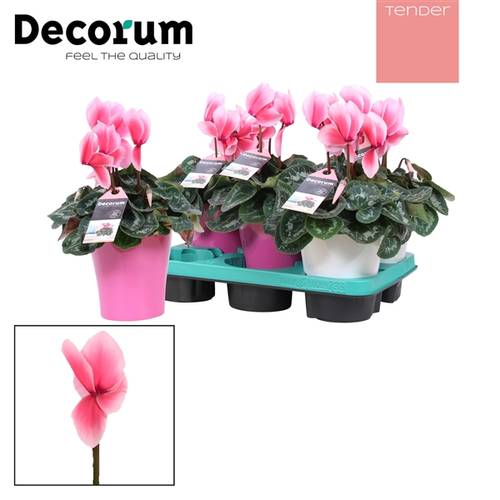 Cycl.rosa Lovely Amy T12 H30