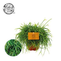 Rhipsalis Cashero T12 H20