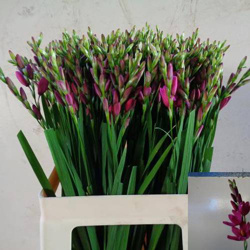 Ixia fuchsia Venus 60cm