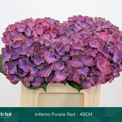 Hortensie lila Inferno Purple Bol 16cm 40cm
