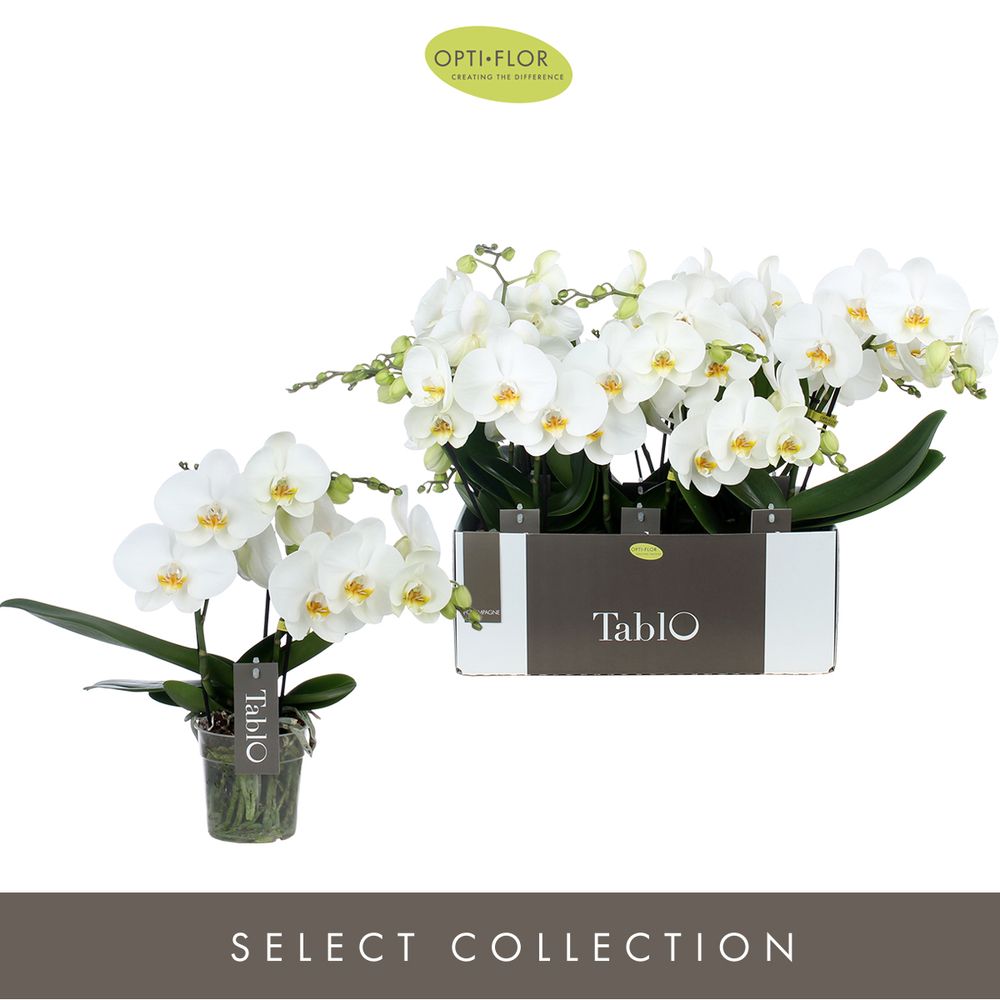 Phal.3-R weiss Tablo T12