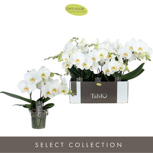 Phal.3-R weiss Tablo T12