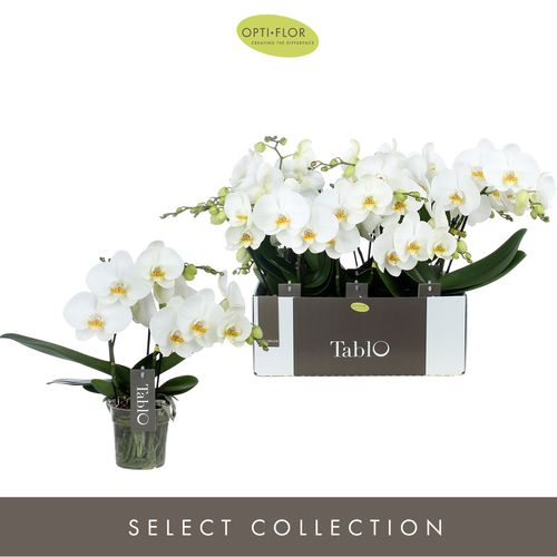 Phal.3-R weiss Tablo T12