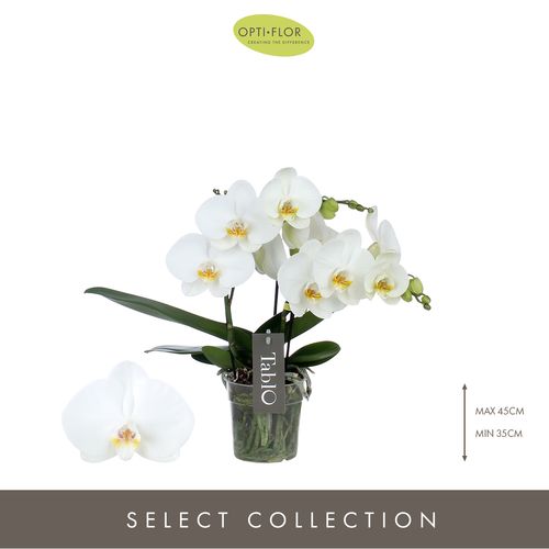 Phal.3-R weiss Tablo T12