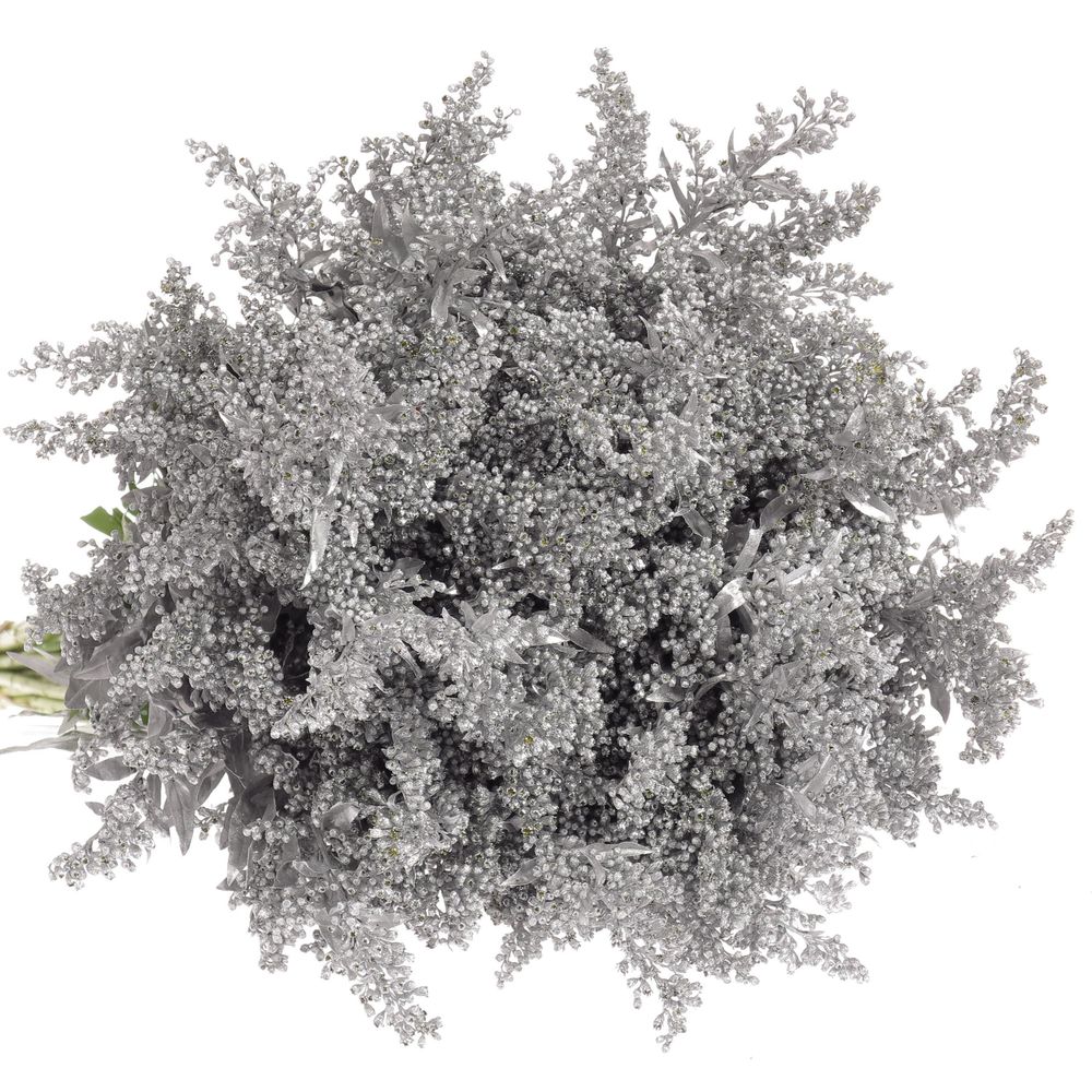 Solidago silber gefärbt 60cm