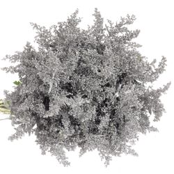 Solidago silber gefärbt 60cm