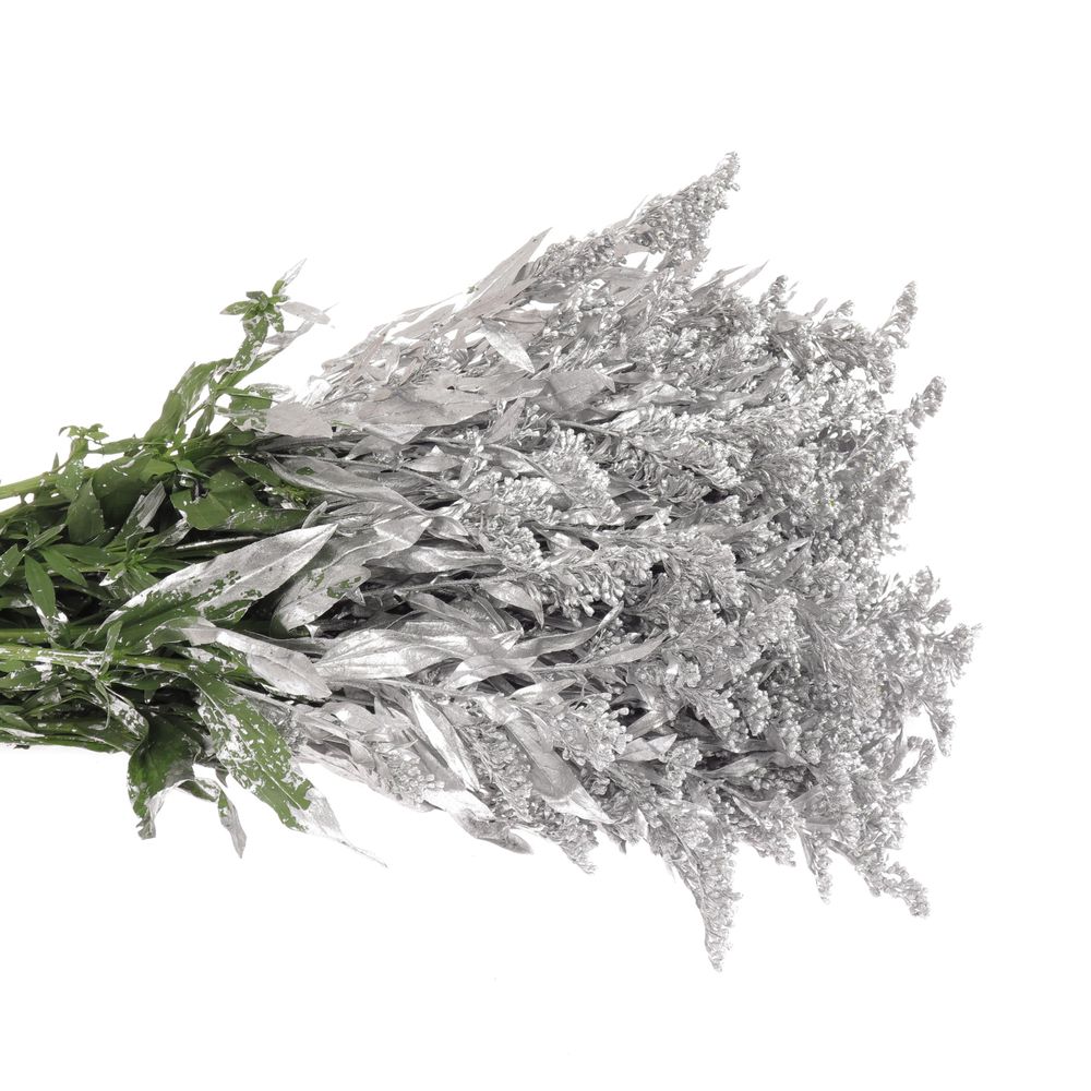 Solidago silber gefärbt 60cm