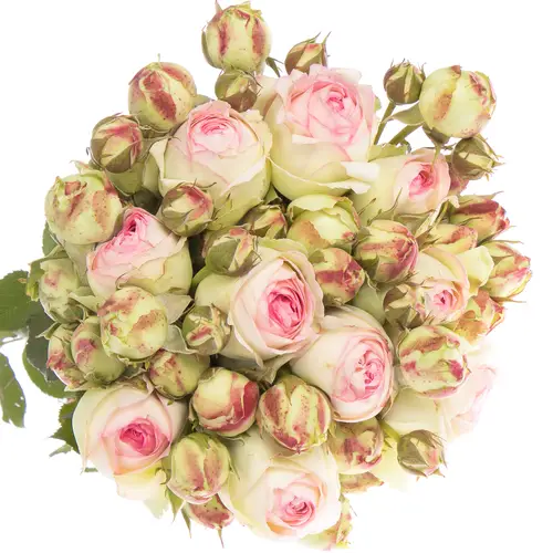 Rose creme/rosa Freiland Eden 40cm 4+Blüte