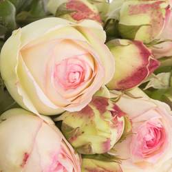 Rose creme/rosa Freiland Eden 40cm 4+Blüte