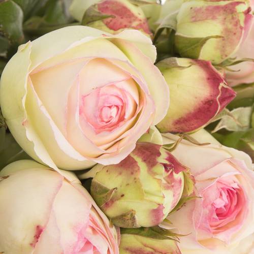 Rose creme/rosa Freiland Eden 40cm 4+Blüte