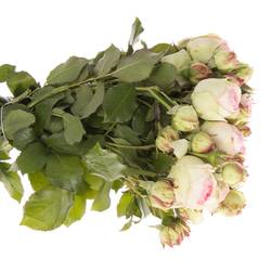 Rose creme/rosa Freiland Eden 40cm 4+Blüte