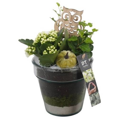 Kal.Arr PTHG3309 Herbst T13 H025